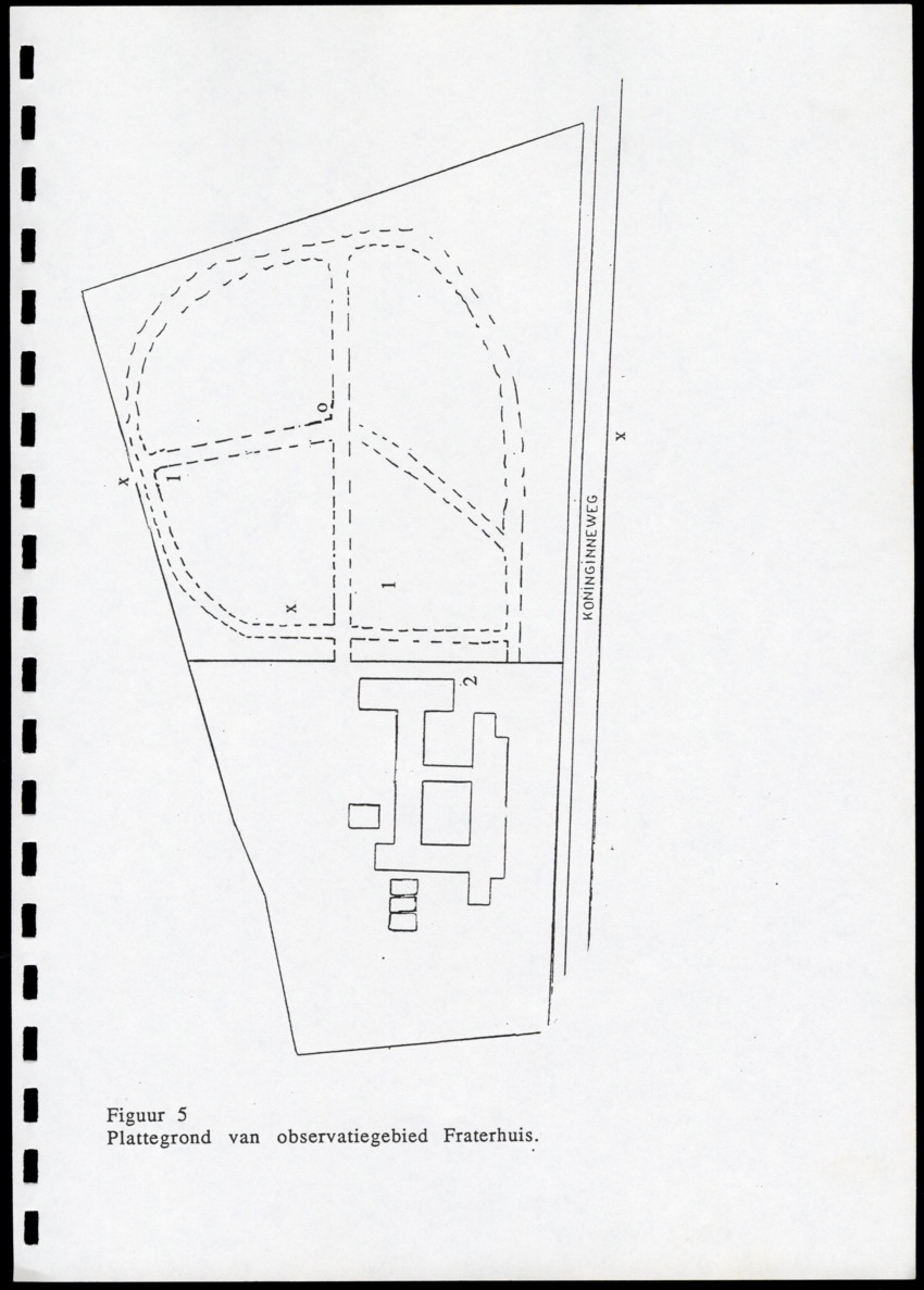 z Icterus icterus ridgwayi op Bonaire - New Page
