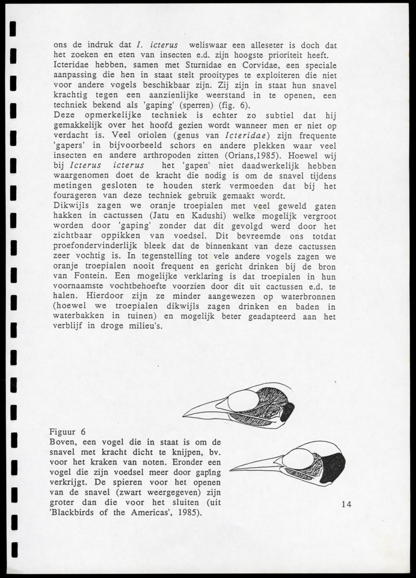 z Icterus icterus ridgwayi op Bonaire - New Page