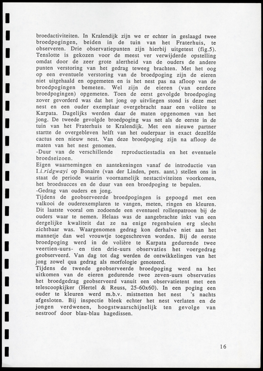 z Icterus icterus ridgwayi op Bonaire - New Page