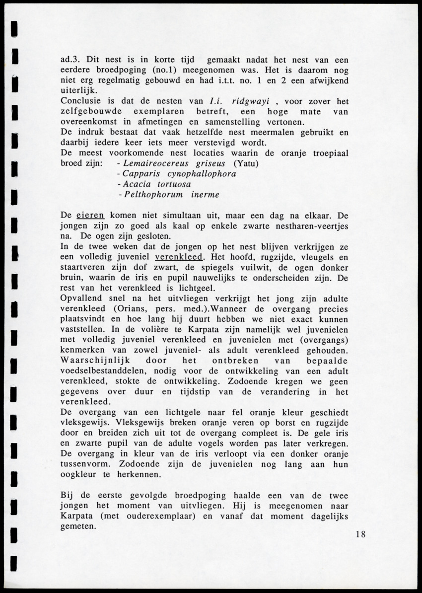 z Icterus icterus ridgwayi op Bonaire - New Page