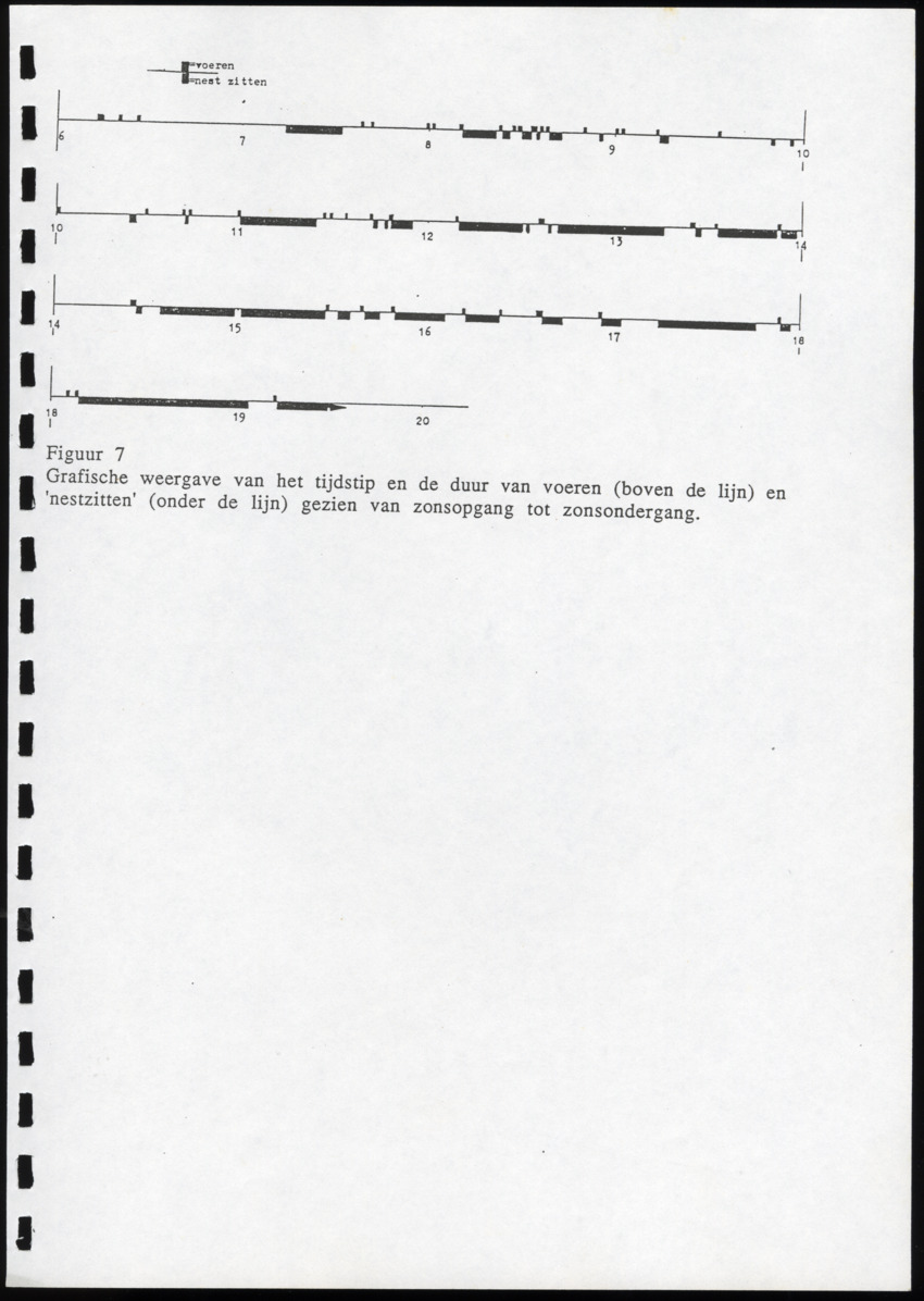 z Icterus icterus ridgwayi op Bonaire - New Page