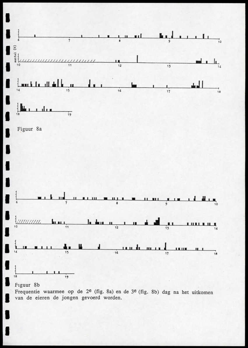 z Icterus icterus ridgwayi op Bonaire - New Page