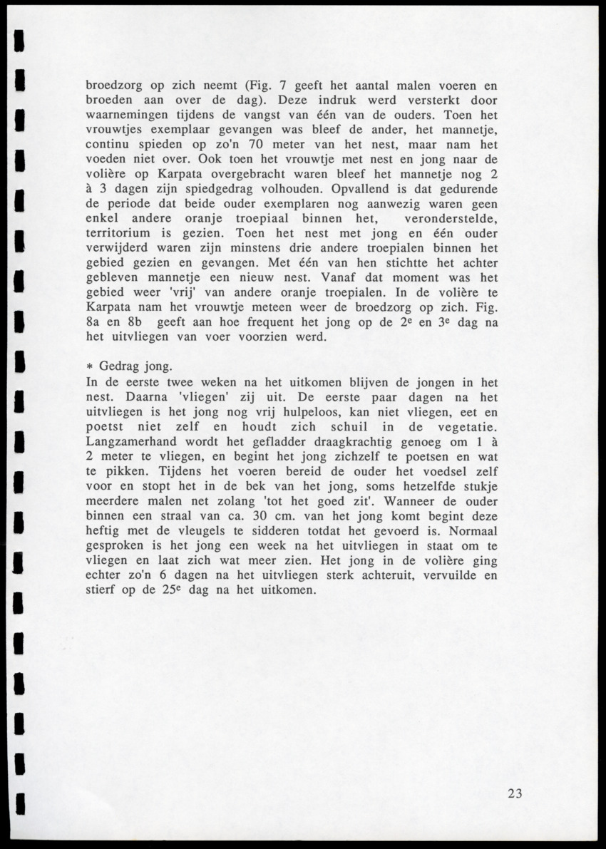 z Icterus icterus ridgwayi op Bonaire - New Page