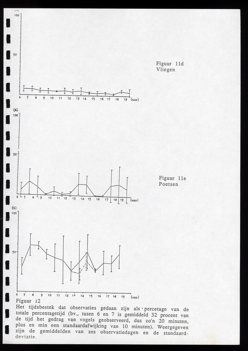z Icterus icterus ridgwayi op Bonaire - New Page