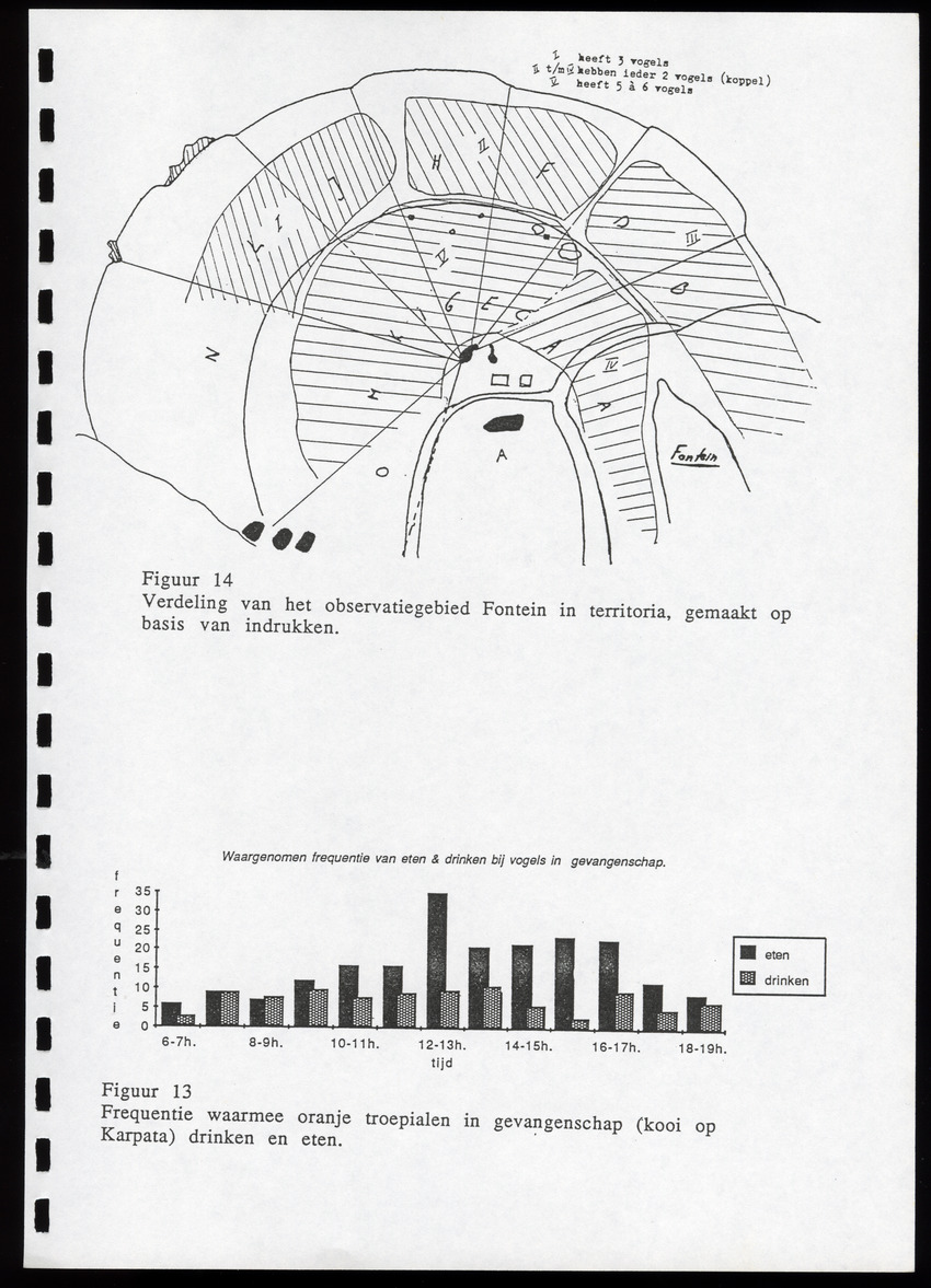 z Icterus icterus ridgwayi op Bonaire - New Page
