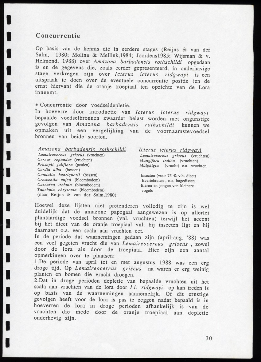 z Icterus icterus ridgwayi op Bonaire - New Page