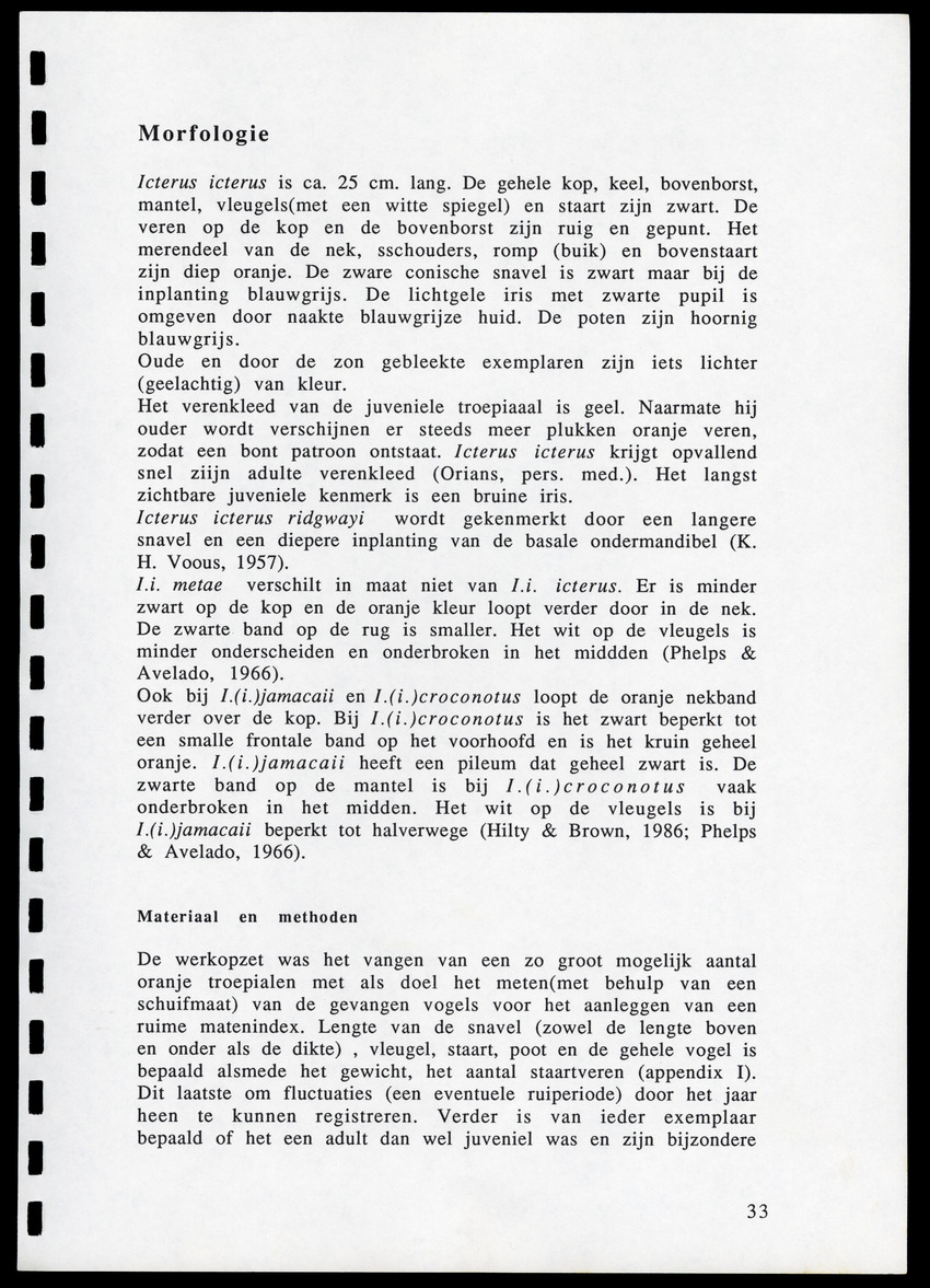 z Icterus icterus ridgwayi op Bonaire - New Page