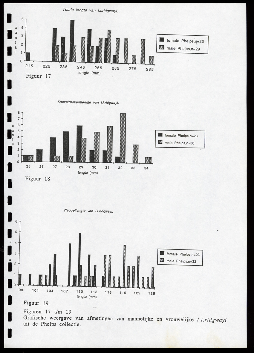 z Icterus icterus ridgwayi op Bonaire - New Page