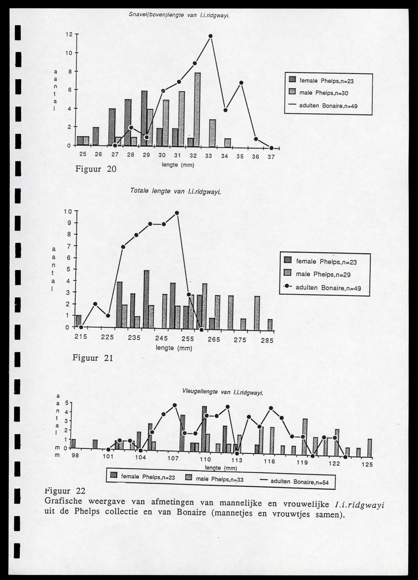 z Icterus icterus ridgwayi op Bonaire - New Page