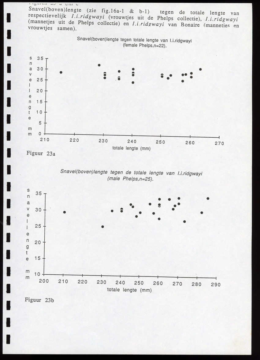 z Icterus icterus ridgwayi op Bonaire - New Page