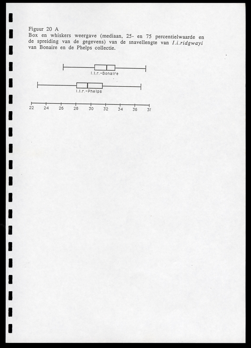 z Icterus icterus ridgwayi op Bonaire - New Page