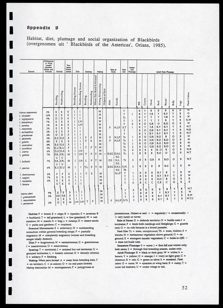 z Icterus icterus ridgwayi op Bonaire - New Page