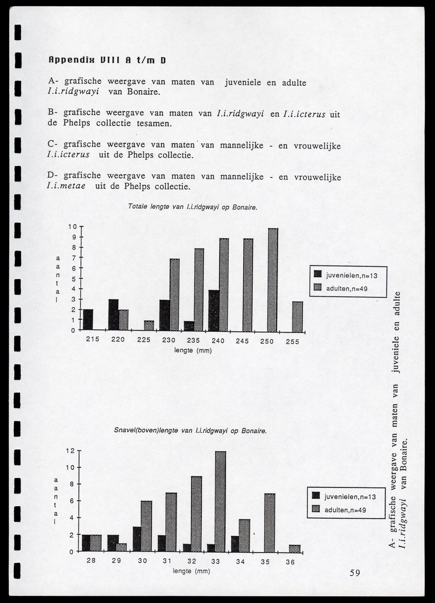 z Icterus icterus ridgwayi op Bonaire - New Page