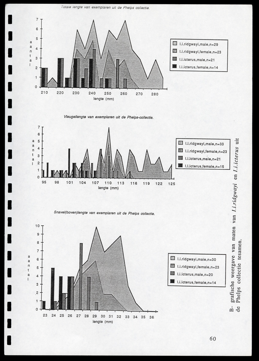 z Icterus icterus ridgwayi op Bonaire - New Page
