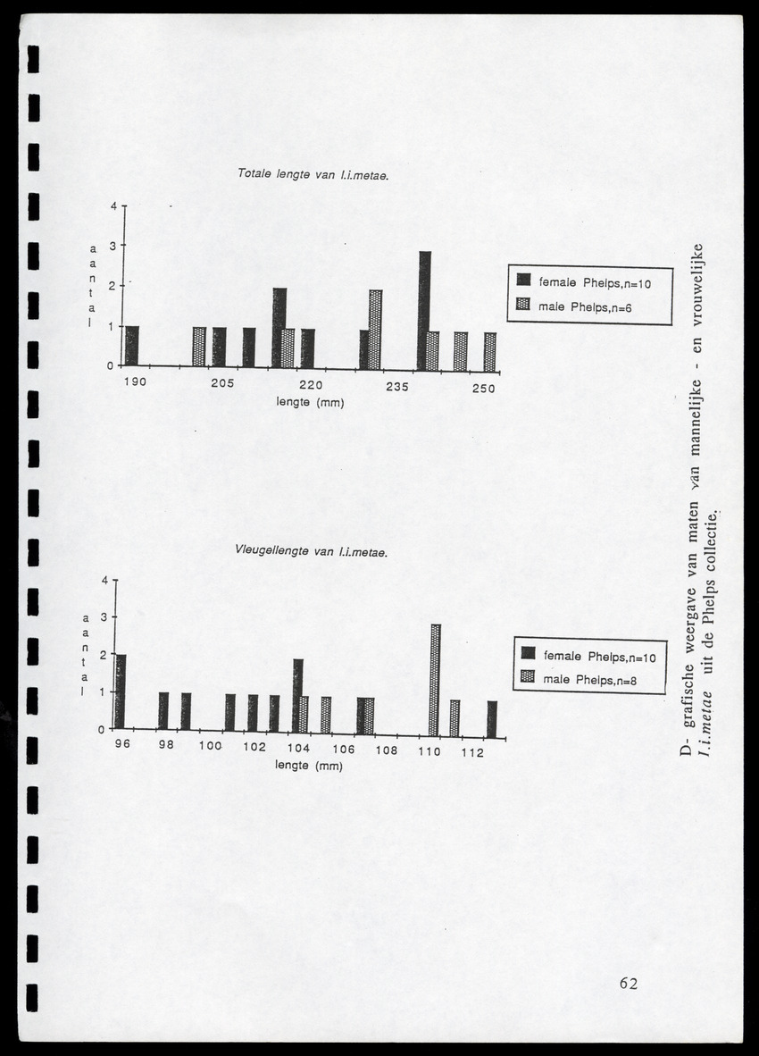 z Icterus icterus ridgwayi op Bonaire - New Page