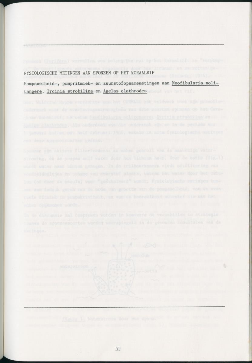 z Zes maanden stage natuurbeheer op Curacao en Bonaire - New Page