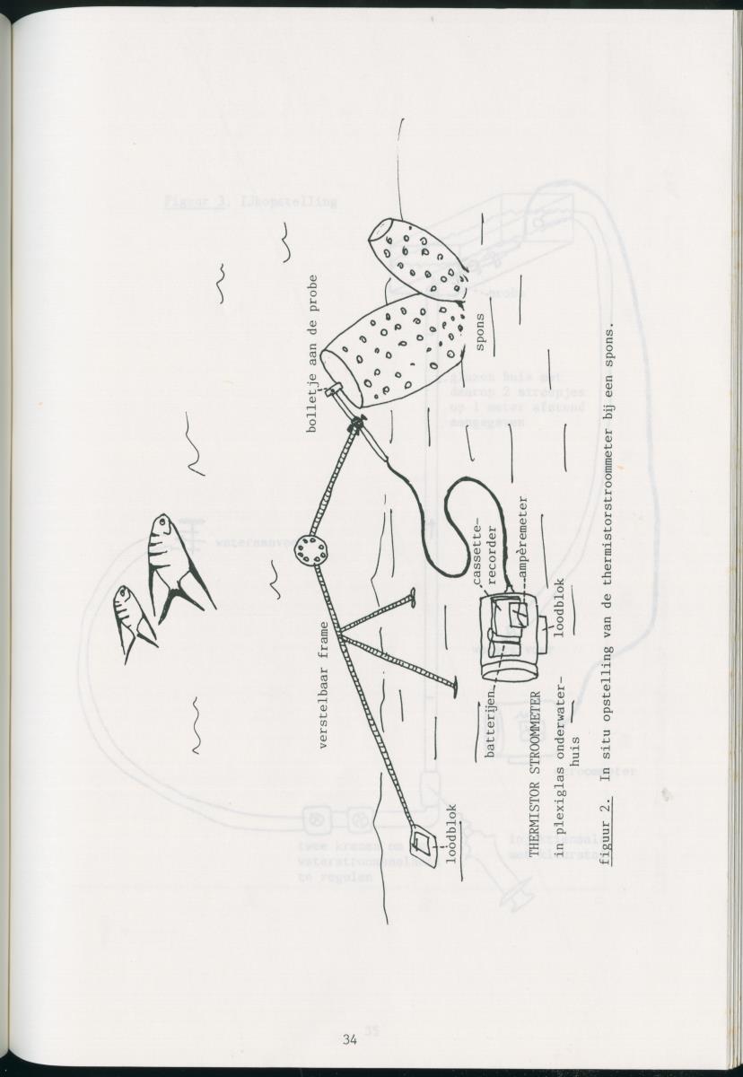 z Zes maanden stage natuurbeheer op Curacao en Bonaire - New Page