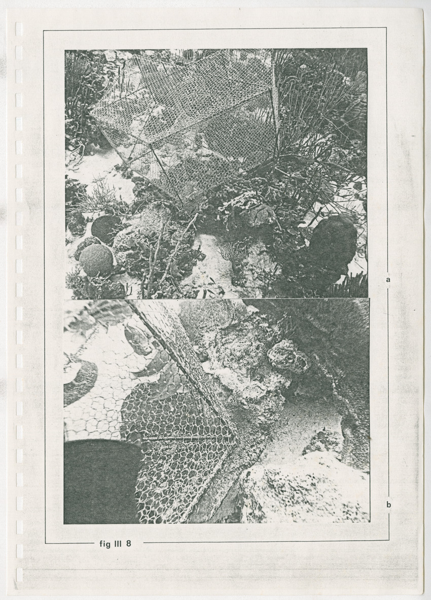 z Kanastervisserijonderzoek op Bonaire, Nederlandse Antillen - New Page