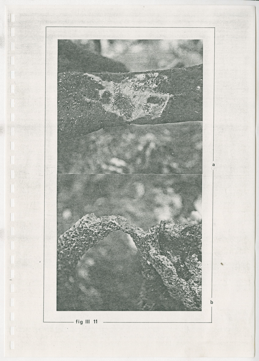 z Kanastervisserijonderzoek op Bonaire, Nederlandse Antillen - New Page