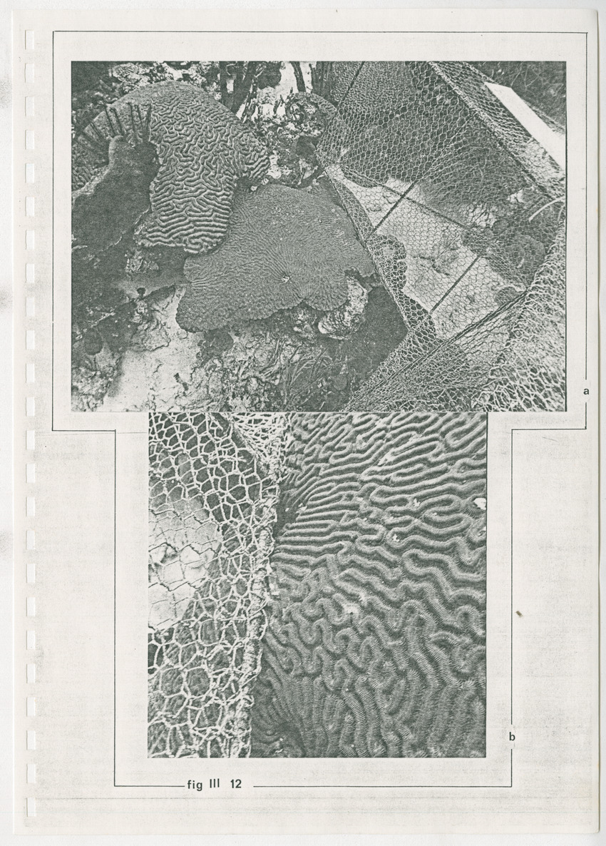 z Kanastervisserijonderzoek op Bonaire, Nederlandse Antillen - New Page