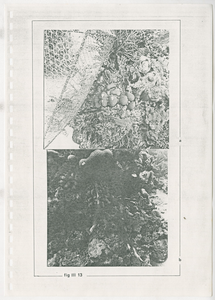 z Kanastervisserijonderzoek op Bonaire, Nederlandse Antillen - New Page