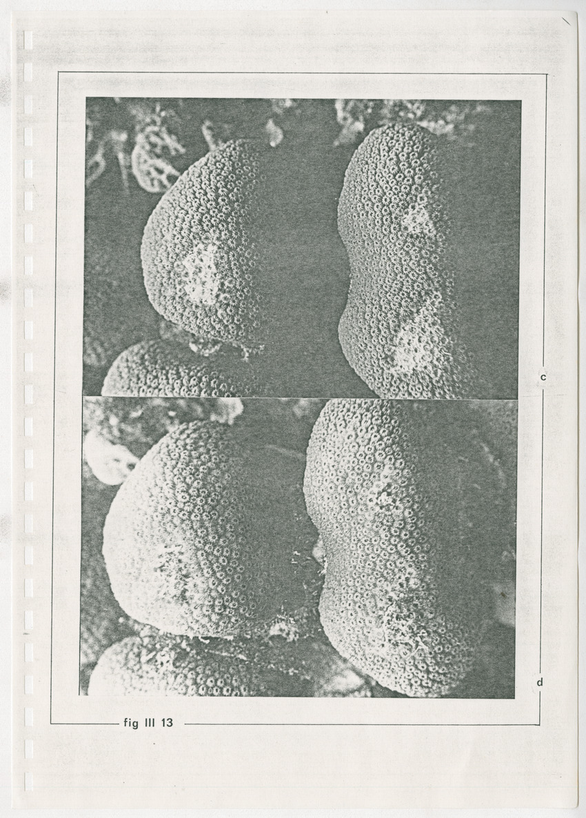 z Kanastervisserijonderzoek op Bonaire, Nederlandse Antillen - New Page