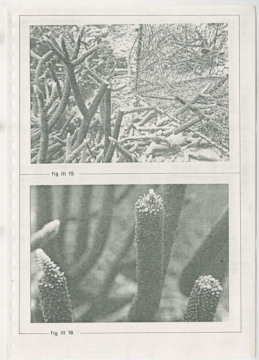 z Kanastervisserijonderzoek op Bonaire, Nederlandse Antillen - New Page