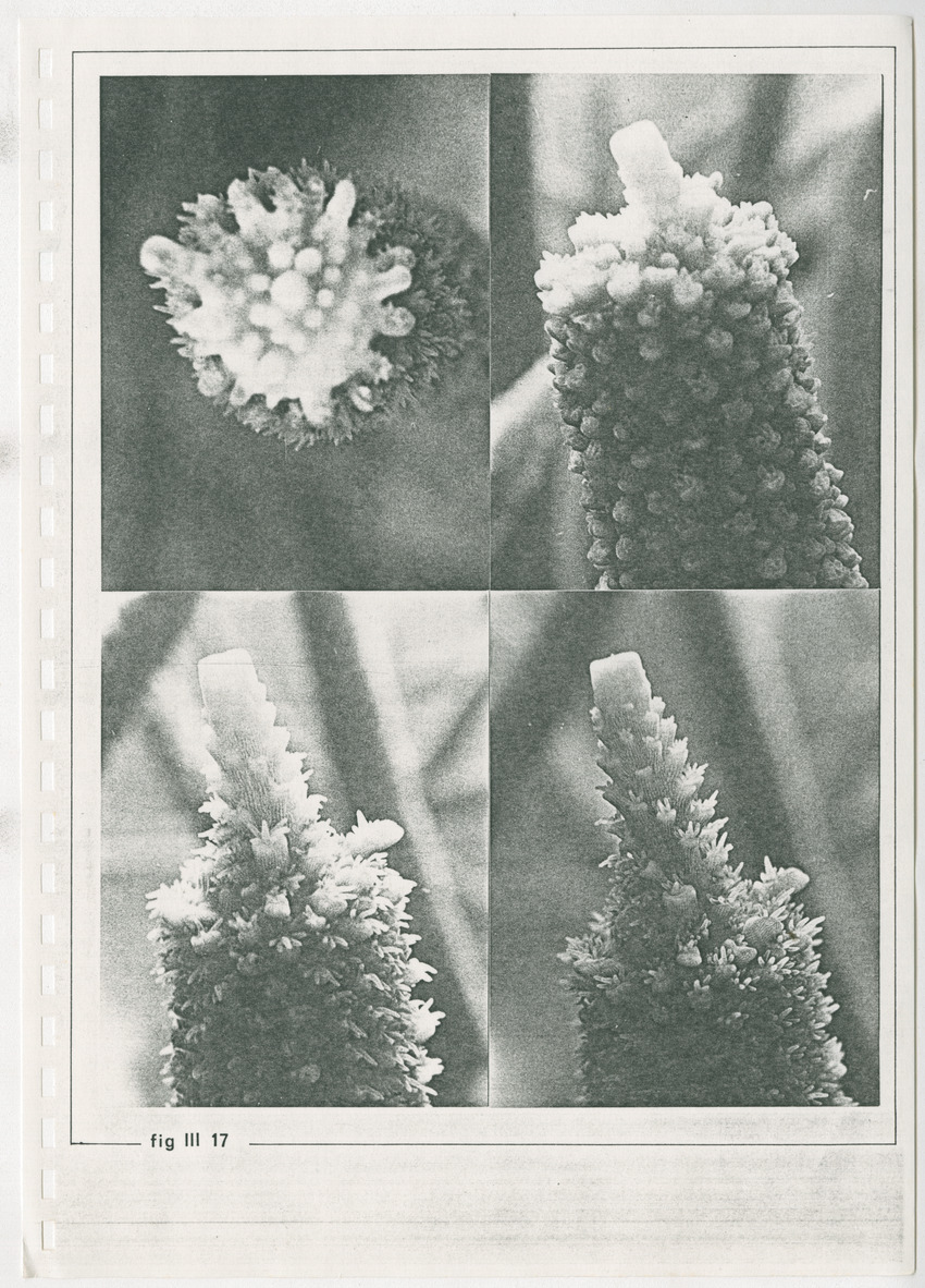 z Kanastervisserijonderzoek op Bonaire, Nederlandse Antillen - New Page