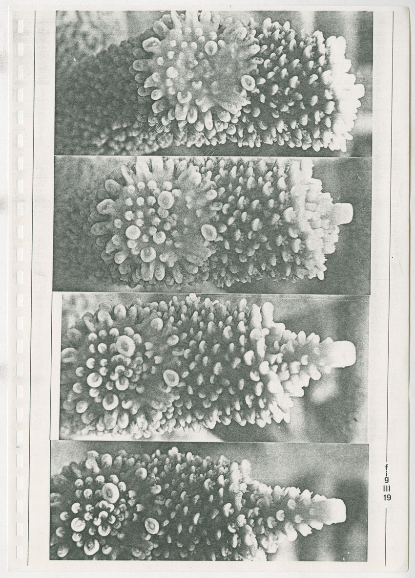 z Kanastervisserijonderzoek op Bonaire, Nederlandse Antillen - New Page