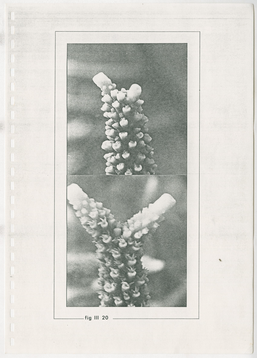 z Kanastervisserijonderzoek op Bonaire, Nederlandse Antillen - New Page