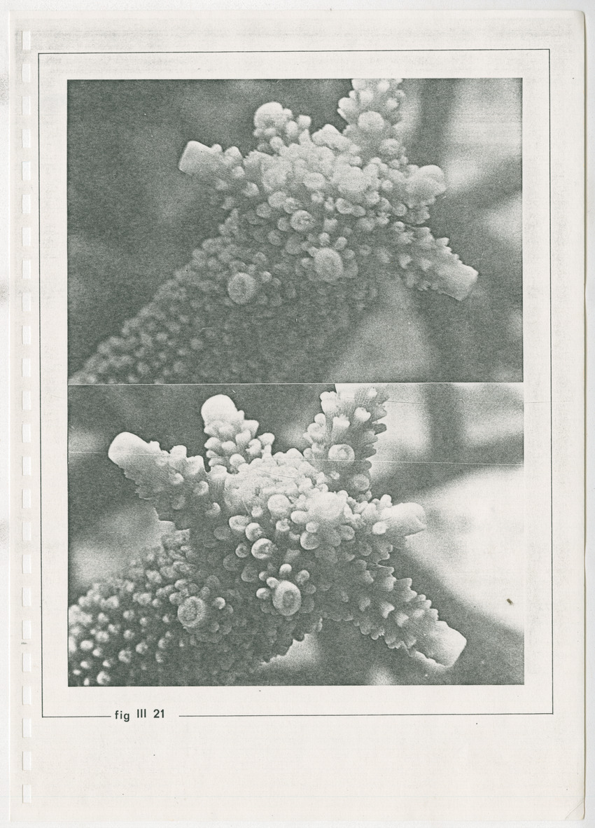z Kanastervisserijonderzoek op Bonaire, Nederlandse Antillen - New Page