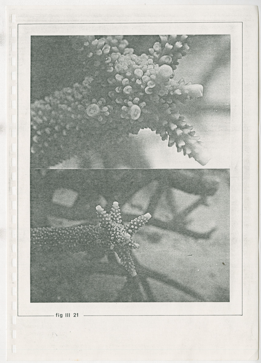 z Kanastervisserijonderzoek op Bonaire, Nederlandse Antillen - New Page