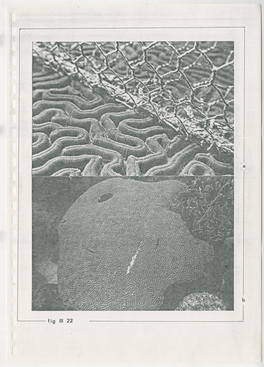 z Kanastervisserijonderzoek op Bonaire, Nederlandse Antillen - New Page
