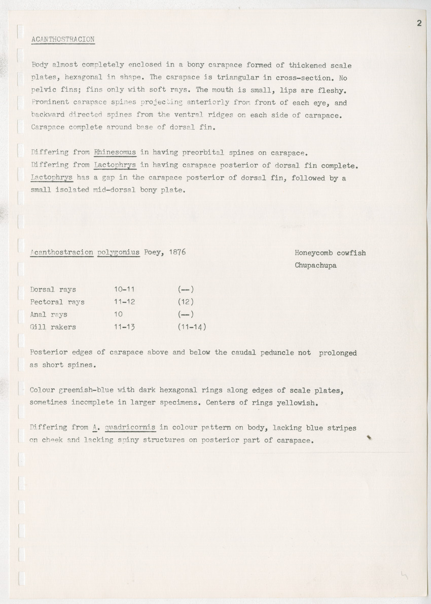 z Kanastervisserijonderzoek op Bonaire, Nederlandse Antillen - New Page