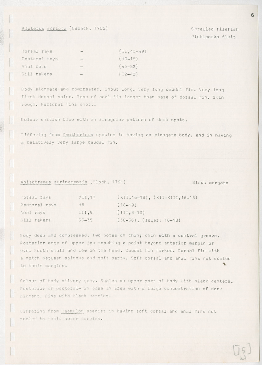 z Kanastervisserijonderzoek op Bonaire, Nederlandse Antillen - New Page