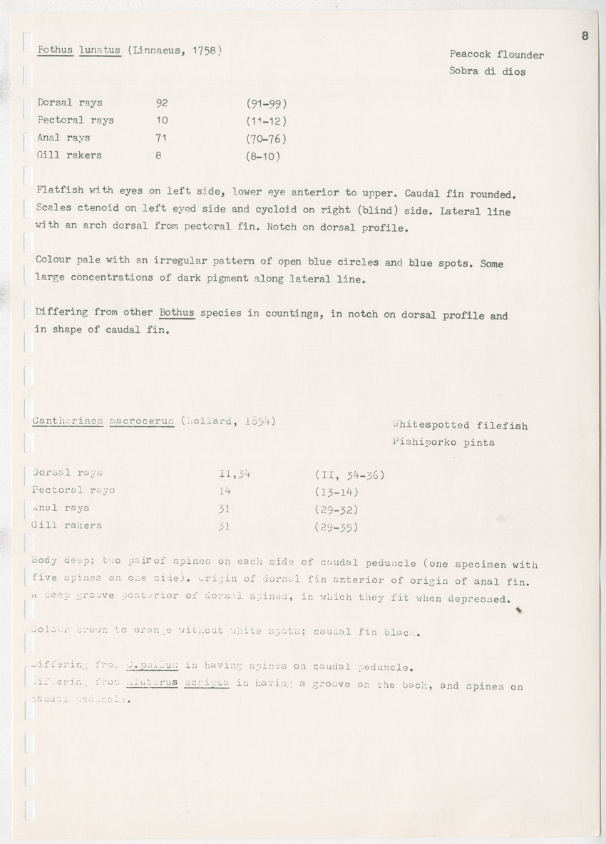 z Kanastervisserijonderzoek op Bonaire, Nederlandse Antillen - New Page