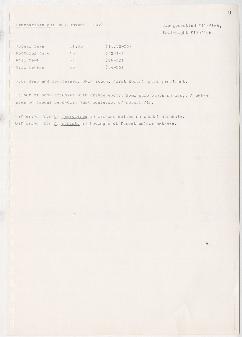 z Kanastervisserijonderzoek op Bonaire, Nederlandse Antillen - New Page