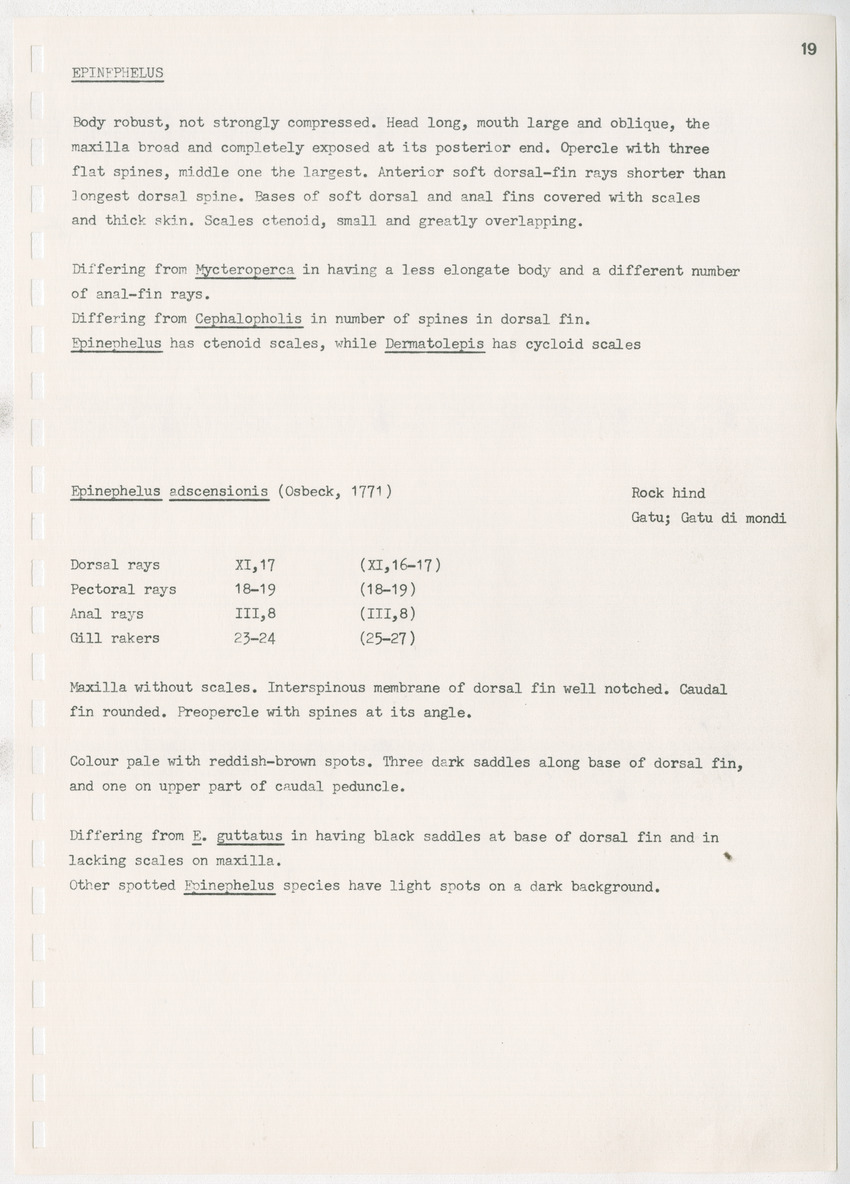 z Kanastervisserijonderzoek op Bonaire, Nederlandse Antillen - New Page