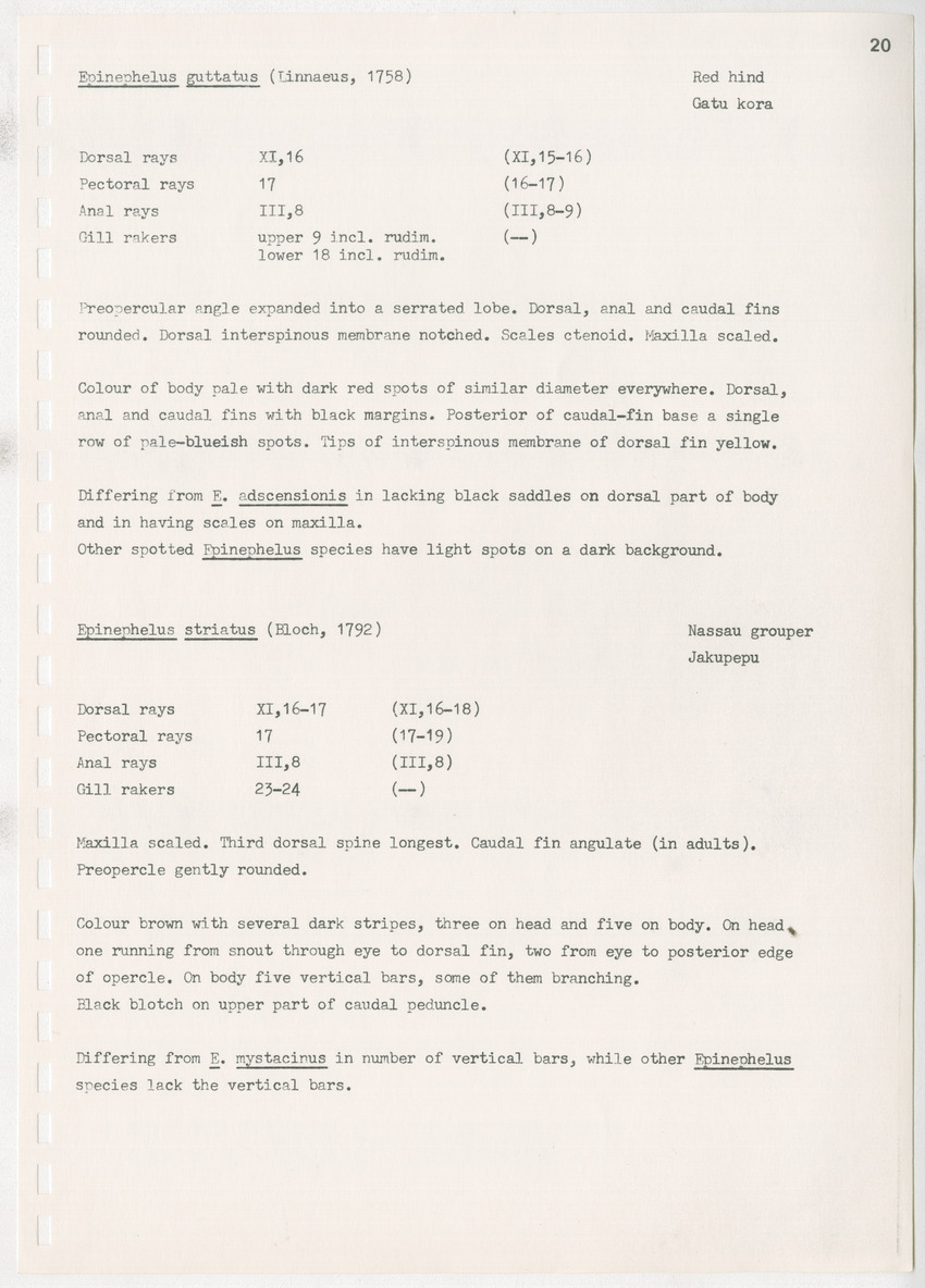 z Kanastervisserijonderzoek op Bonaire, Nederlandse Antillen - New Page