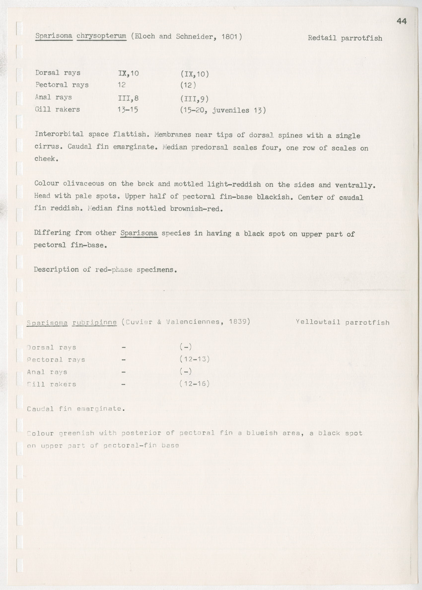 z Kanastervisserijonderzoek op Bonaire, Nederlandse Antillen - New Page