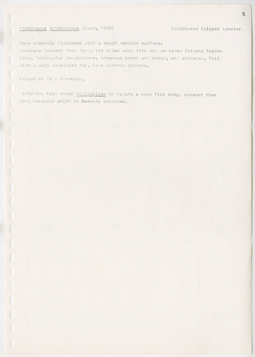 z Kanastervisserijonderzoek op Bonaire, Nederlandse Antillen - New Page