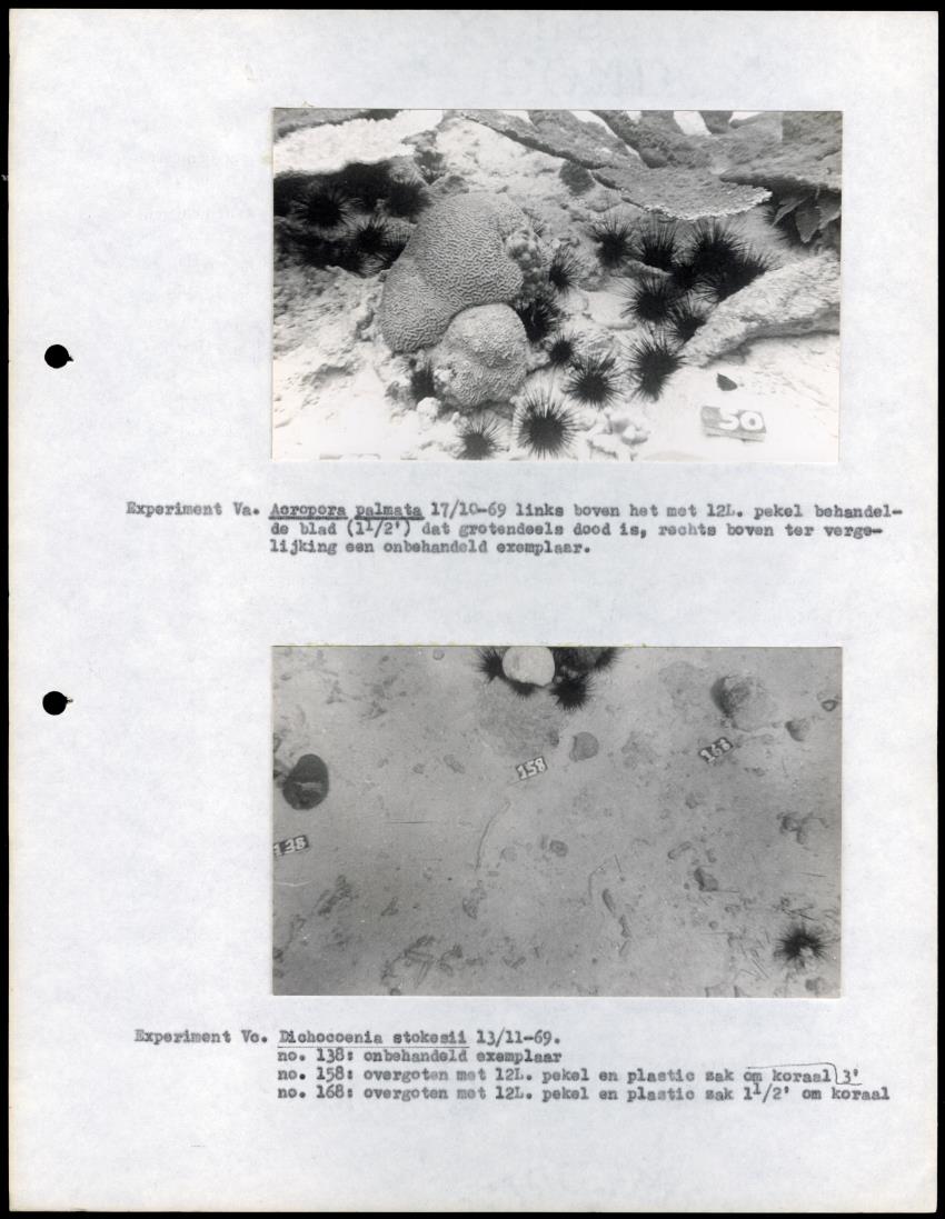 Z Onderzoek naar Zout- en Slibtolerantie van Koralen - New Page