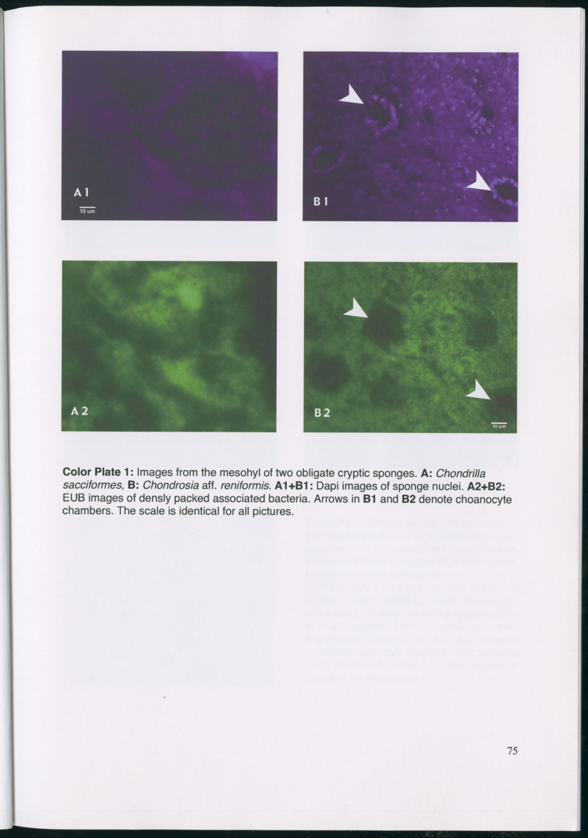 Feeding ecology of coral reef sponges - New Page