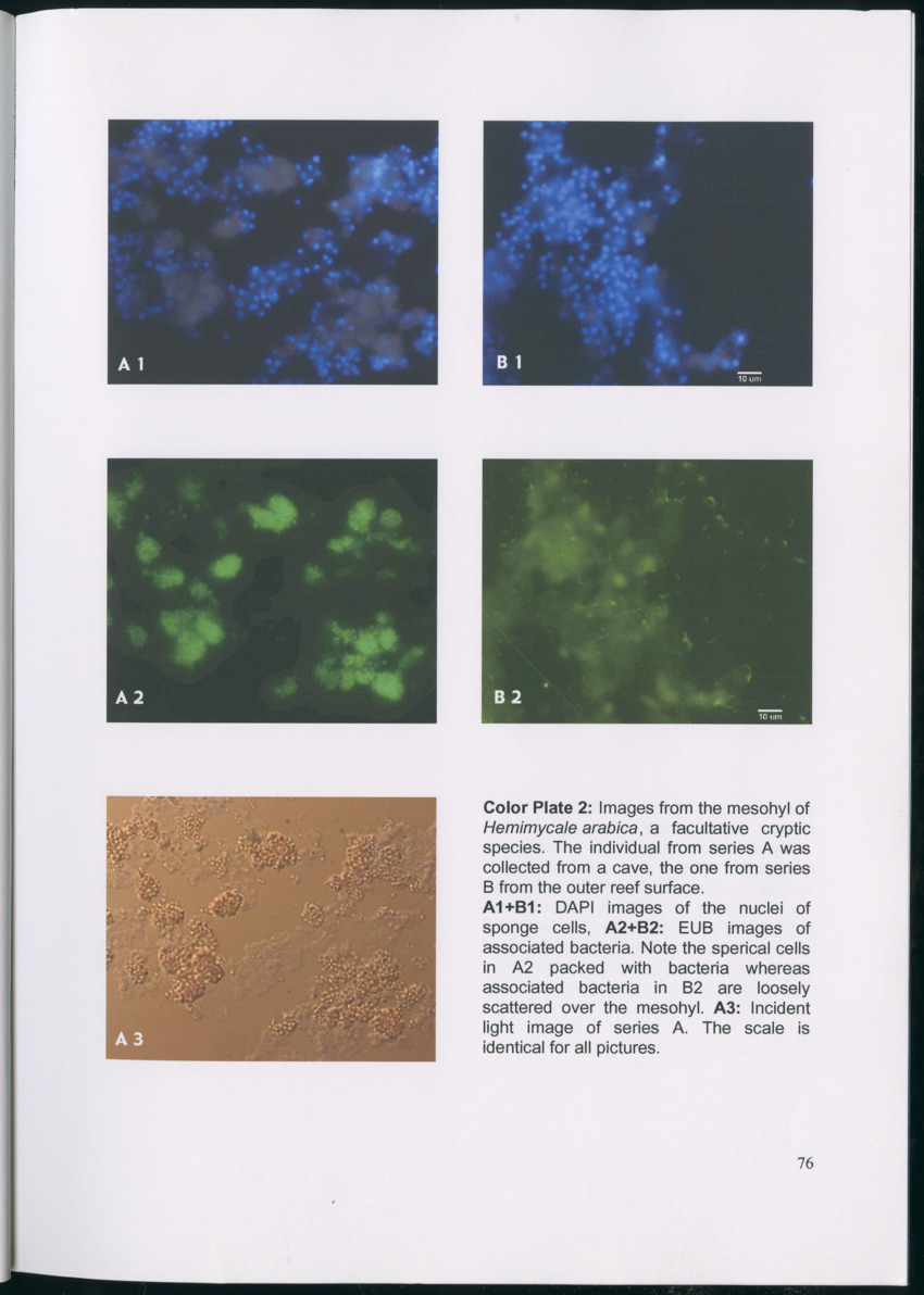 Feeding ecology of coral reef sponges - New Page