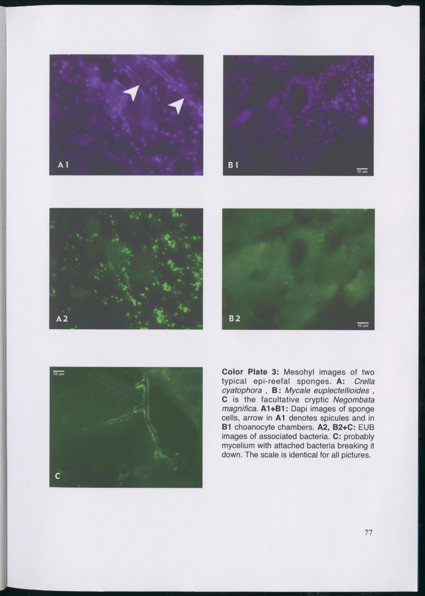 Feeding ecology of coral reef sponges - New Page
