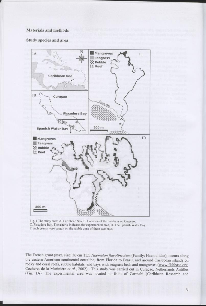 z Habitat selection of post-settlement stage French grunts (Haemulon flavolineatum) - auditory , chemical, and visual cues - New Page