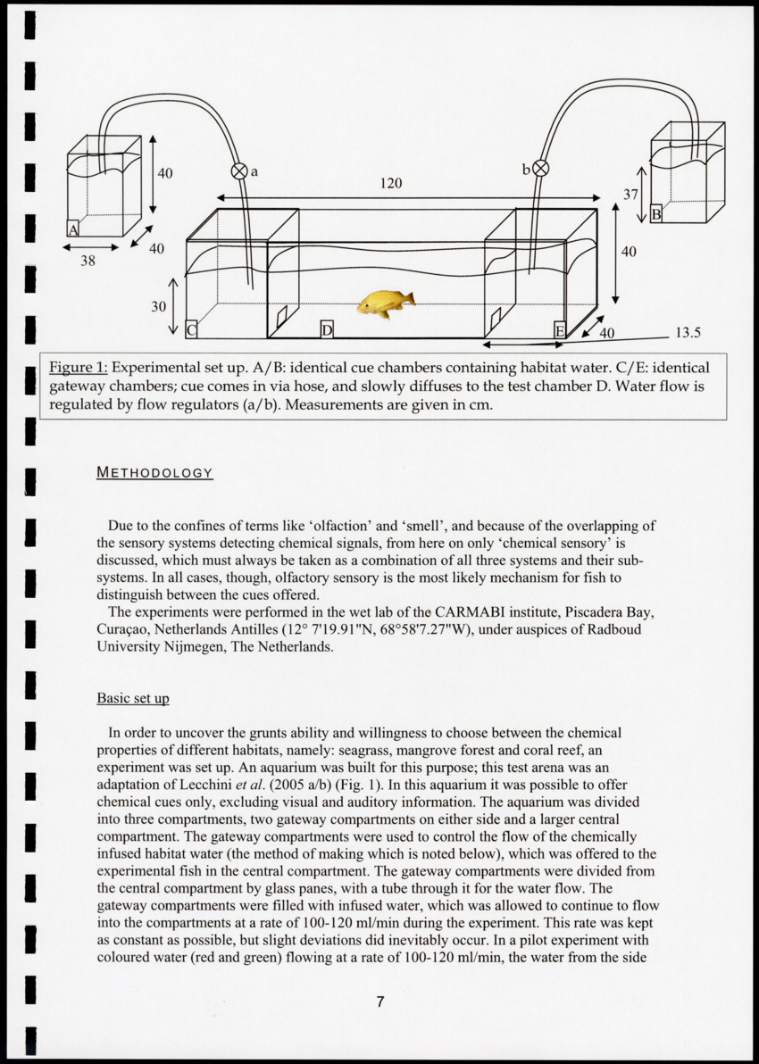 Chemical cues in habitat selection of juvenile French Grunts (Haemulon flavolineatum) - New Page