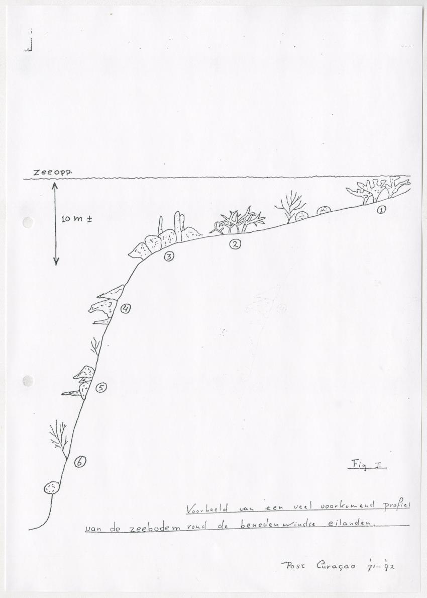 De invloed van speervisserij en aquariumvisvangst op de visfauna van het koraalrif op Curacao - New Page