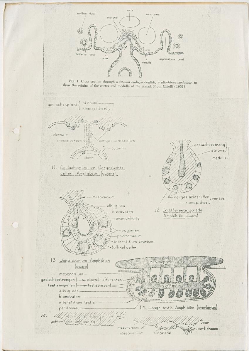 Enkele endocrinologische aspecten van de voortplanting van vissen - New Page