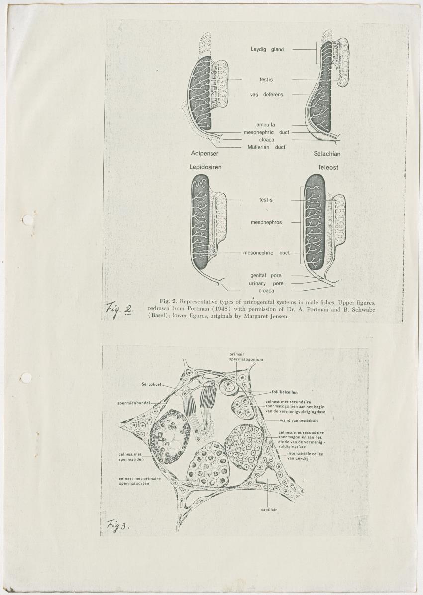 Enkele endocrinologische aspecten van de voortplanting van vissen - New Page